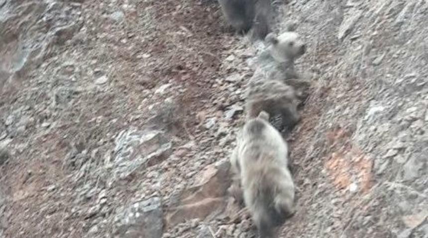 Ovacık&rsquo;ta Boz Ayılar G&ouml;r&uuml;nt&uuml;lendi