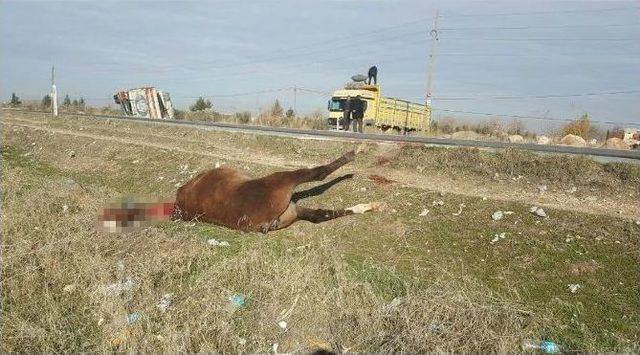 Şanlıurfa’da Trafik Kazası: 5 Yaralı