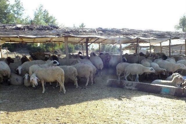 Telef Olan Koyunlarının Arkasından G&ouml;zyaşı D&ouml;kt&uuml; 2