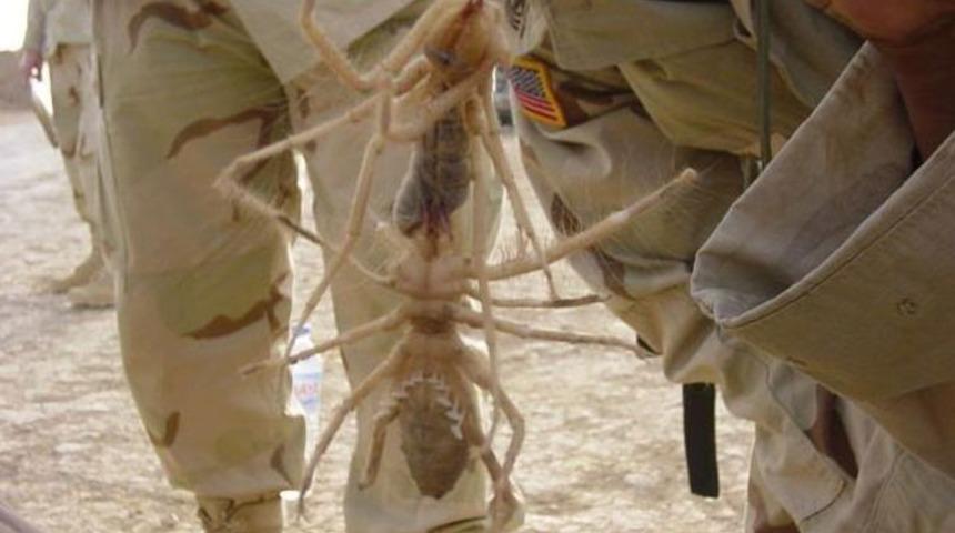 Et yiyen &ouml;r&uuml;mcek dehşet sa&ccedil;ıyor