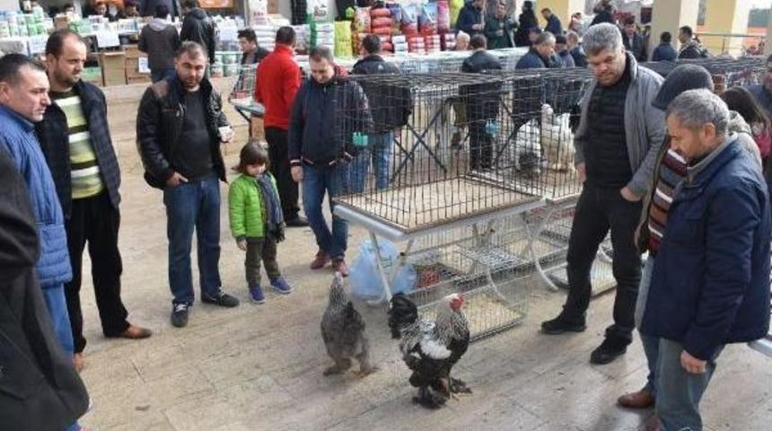 Kanatlılar Festivaline Yoğun Ilgi