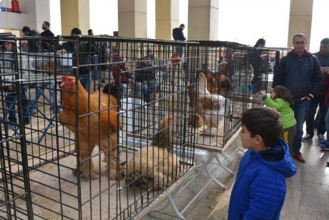 Kanatlılar Festivaline Yoğun Ilgi