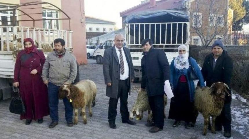 Genç Bayan Çiftçilere Küçükbaş Hayvan Desteği