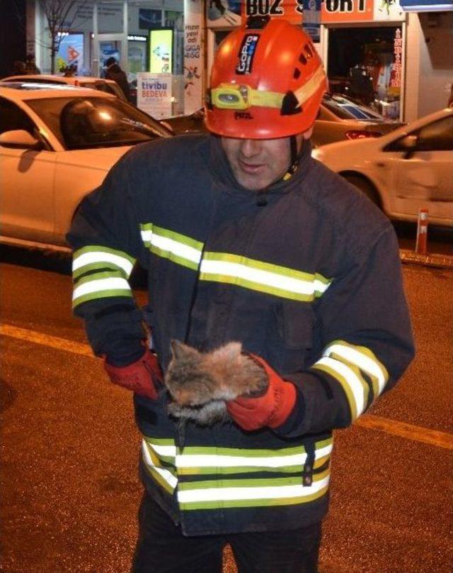 Isınmak İçin Otomobilin Kaputuna Giren Kedi Yavrusunu İtfaiye Ekipleri Kurtardı