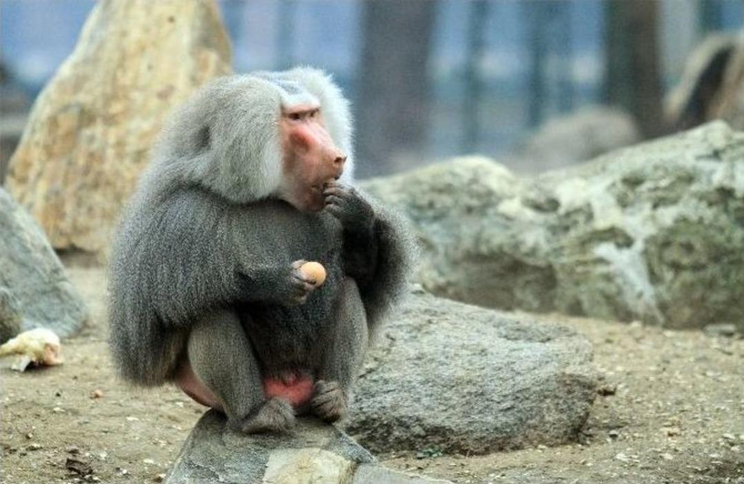 (&ouml;zel Haber) Maymunların Yumurta Ve Tavuk Keyfi