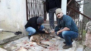 Avcılar Tarafından Vurulan Karaca Tedavi Edildi