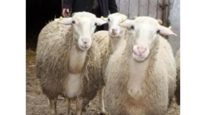 Kıvırcık Koyun Irkının Halk Elinde Islahı Projesi&rsquo;ne Destek &Ouml;demesi
