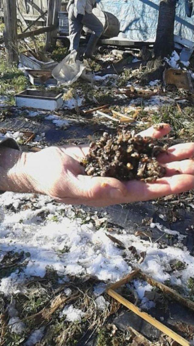 Ayı Mahalleye Indi, Arı Kovanları Bu Hale Geldi