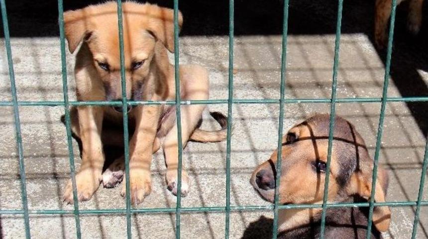 169 Sokak Hayvanına Sıcak Yuva