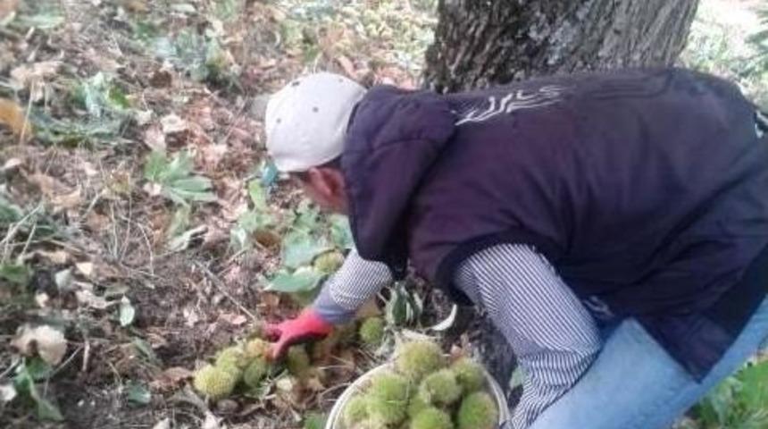 &Ouml;demiş Kestaneleri 10 Liradan En &Ccedil;ok İtalya&rsquo;ya İhra&ccedil; Ediliyor