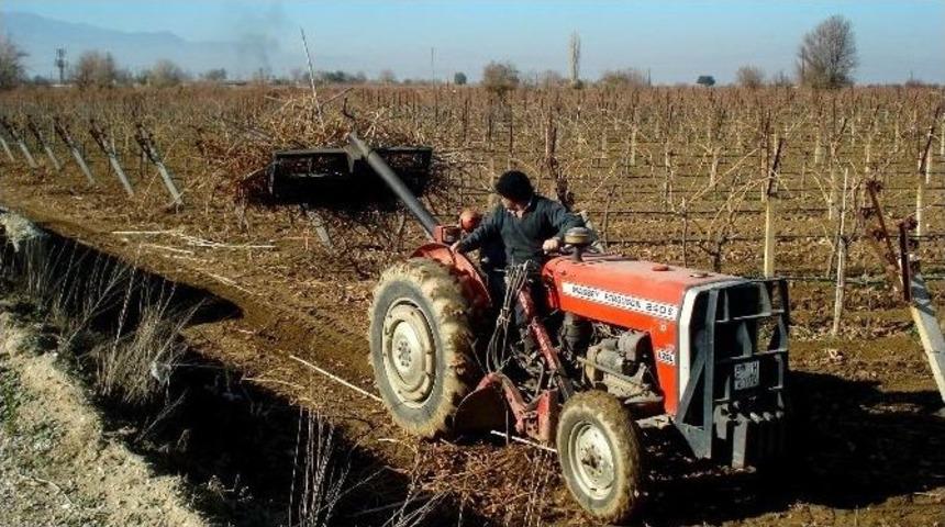&Ccedil;ekirdeksiz &Uuml;z&uuml;mde Budama &Ccedil;alışmaları Başladı