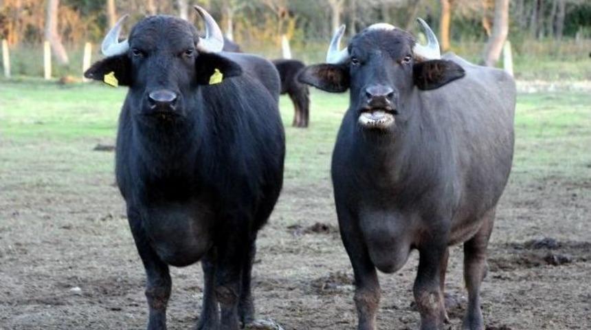 Manda Bakımından T&uuml;rkiye&rsquo;nin D&uuml;nyadaki Yeri