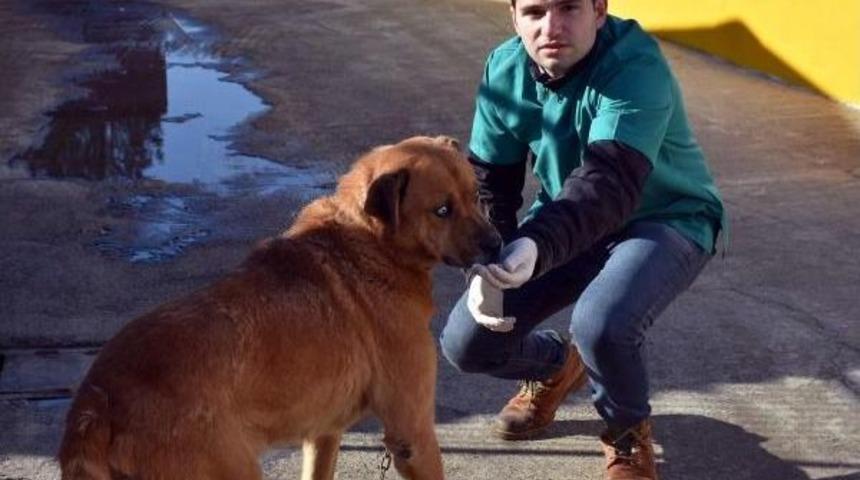 Barınak K&ouml;peği &Ccedil;akır, Kanseri Yendi