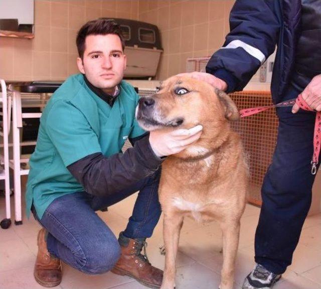 Barınak K&ouml;peği &Ccedil;akır, Kanseri Yendi 1