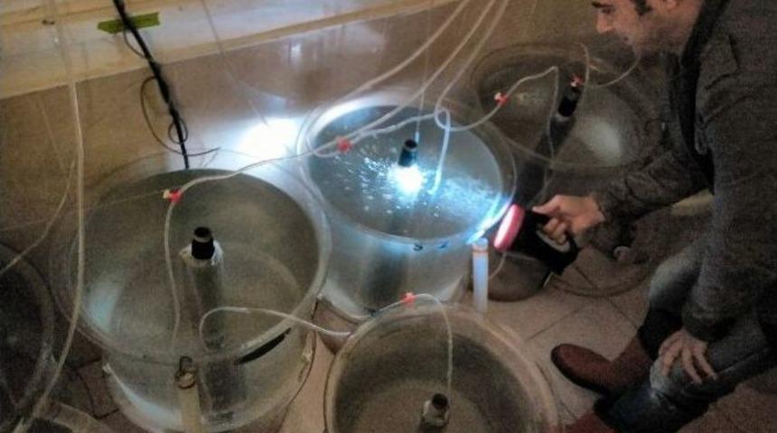 Kırlangı&ccedil; Balığı İle İlgili Y&uuml;r&uuml;t&uuml;len Proje Meyvelerini Vermeye Başladı