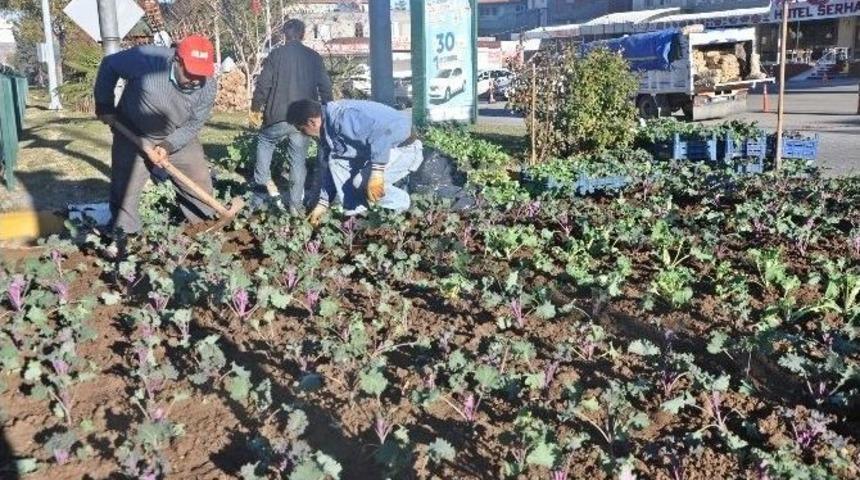 G&ouml;lbaşı İl&ccedil;esinde Kışlık &Ccedil;i&ccedil;ek Dikimi Başladı