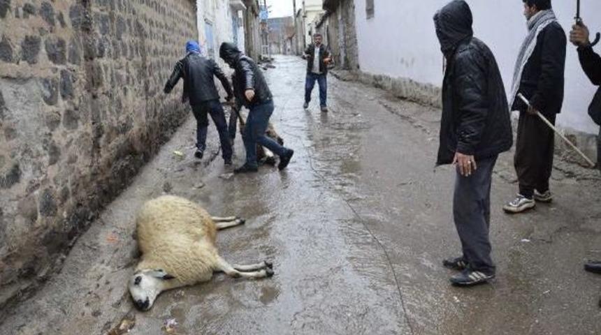 Kopan Elektrik Teli &Uuml;zerine D&uuml;şen 2 Koyun Telef Oldu