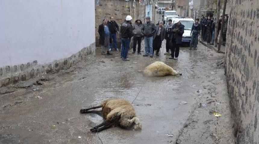 &Uuml;zerine Elektrik Teli D&uuml;şen 2 Koyun Telef Oldu