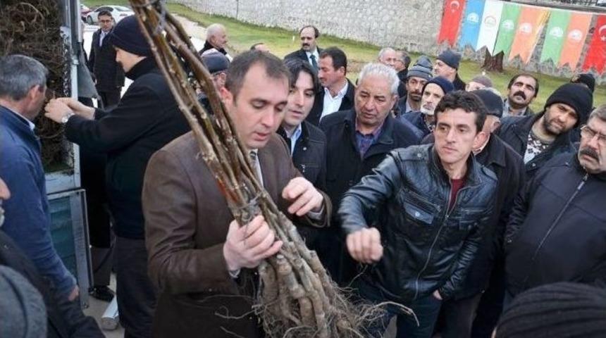 &Ccedil;ift&ccedil;ilere Ceviz Fidanı Dağıtıldı