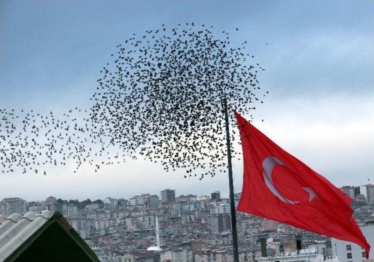 G&ouml;ky&uuml;z&uuml;nde Sığırcık Ş&ouml;leni