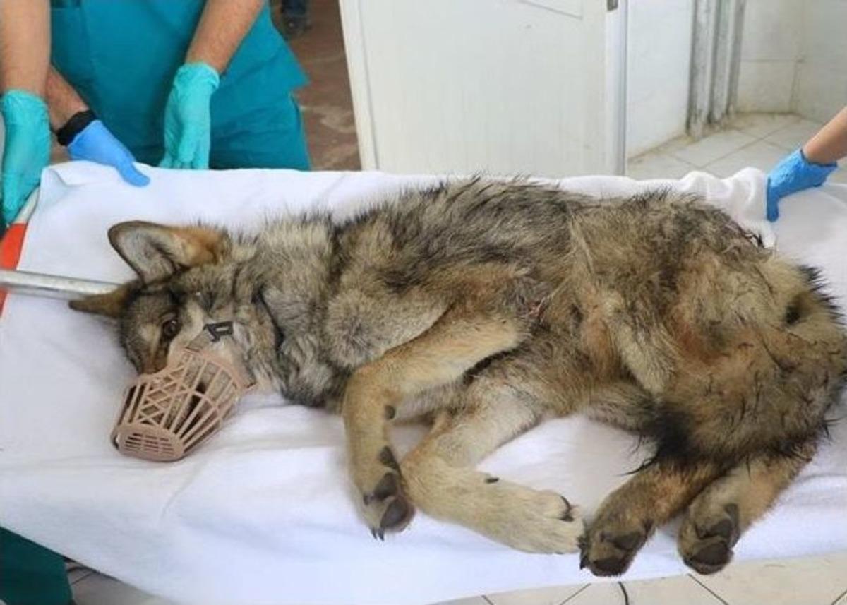 Otomobilin &Ccedil;arptığı Kurt Tedaviye Alındı