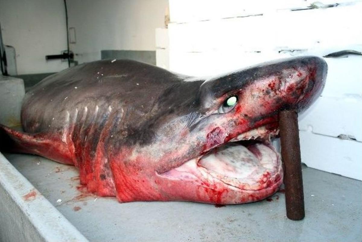 &Ccedil;inekop Ağına Dev K&ouml;pek Balığı Takıldı