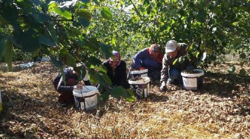 Kocaeli Ve Sakarya'da Ormanlardan 3 Bin 940 Ton Fındık Toplandı