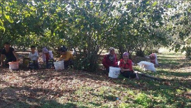 Kocaeli Ve Sakarya'da Ormanlardan 3 Bin 940 Ton Fındık Toplandı