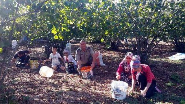 Kocaeli Ve Sakarya'da Ormanlardan 3 Bin 940 Ton Fındık Toplandı