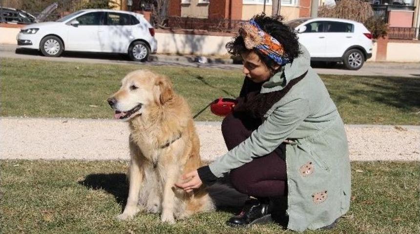 Paralı Değil Mamalı Konser