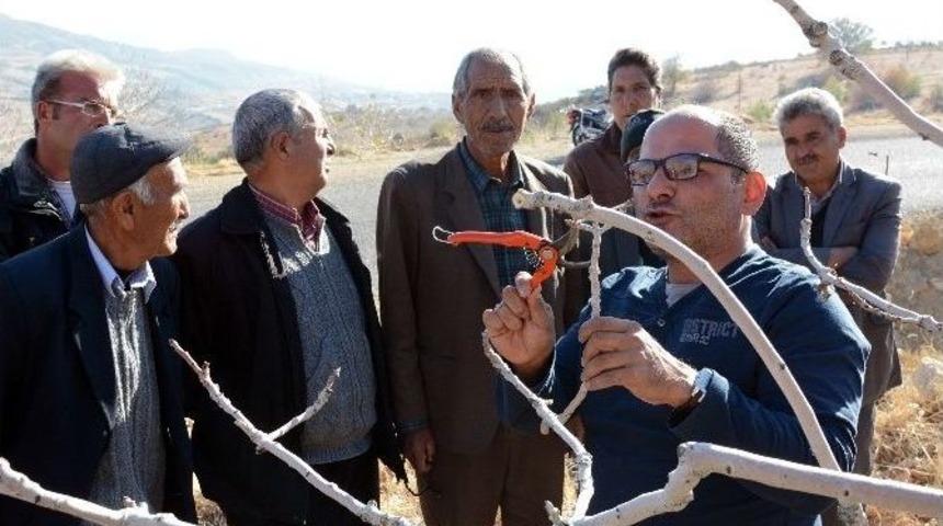 &Ccedil;ift&ccedil;iler Antep Fıstığı &Uuml;retiminde Bilin&ccedil;leniyor