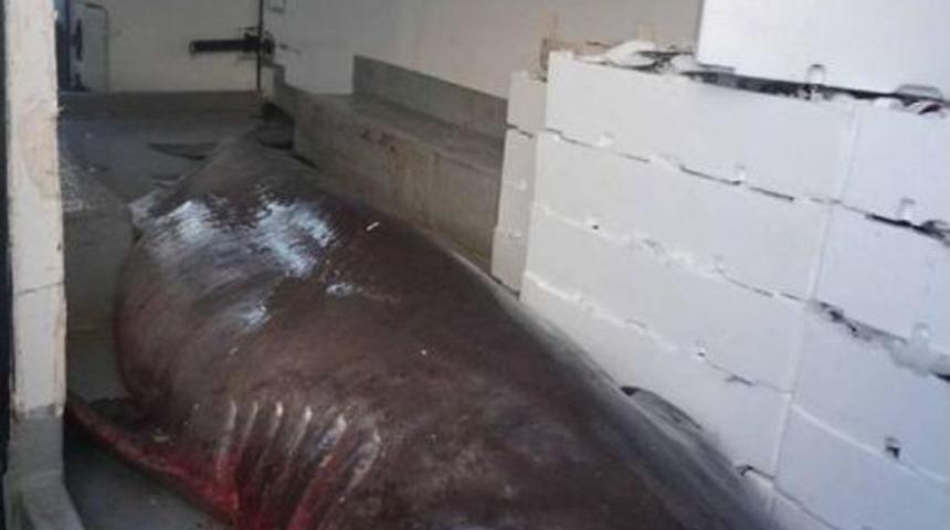 Tekirdağ'da K&ouml;pekbalığı Yakalandı