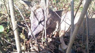 Ormanda Buldukları Yaralı 2 Karacayı Kurtardılar