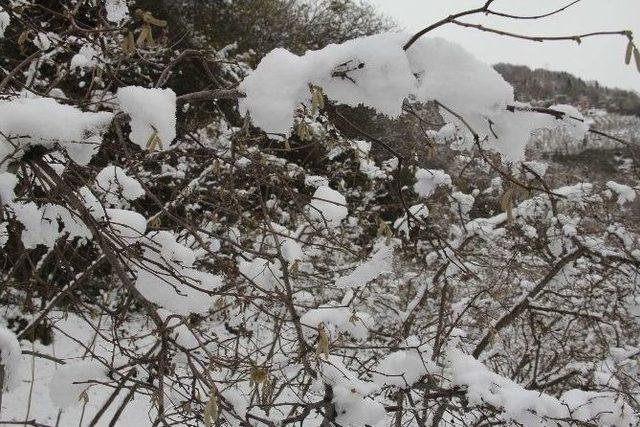 Kar Fındığa Yaradı 1