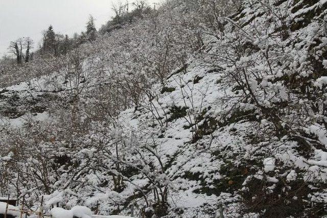 Kar Fındığa Yaradı 2