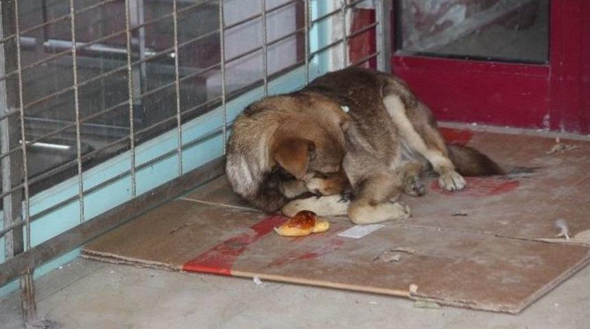 Sokak Hayvanları İ&ccedil;in Bir Kap Yemek Ve Battaniye &Ccedil;ağrısı