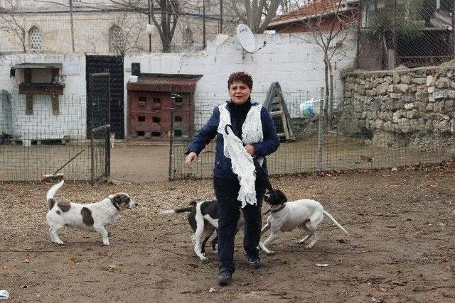 Sokak Hayvanları İçin Bir Kap Yemek Ve Battaniye Çağrısı