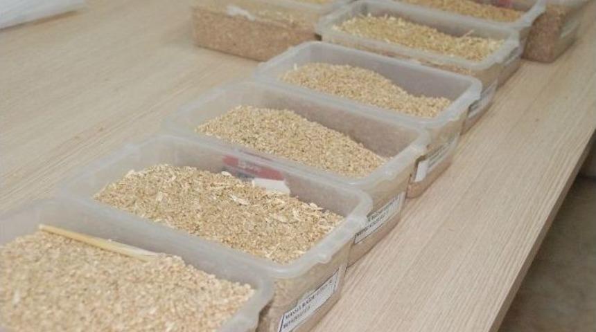 Ekmeklik Buğday 1 Lira 10 Kuruştan İşlem G&ouml;rd&uuml;