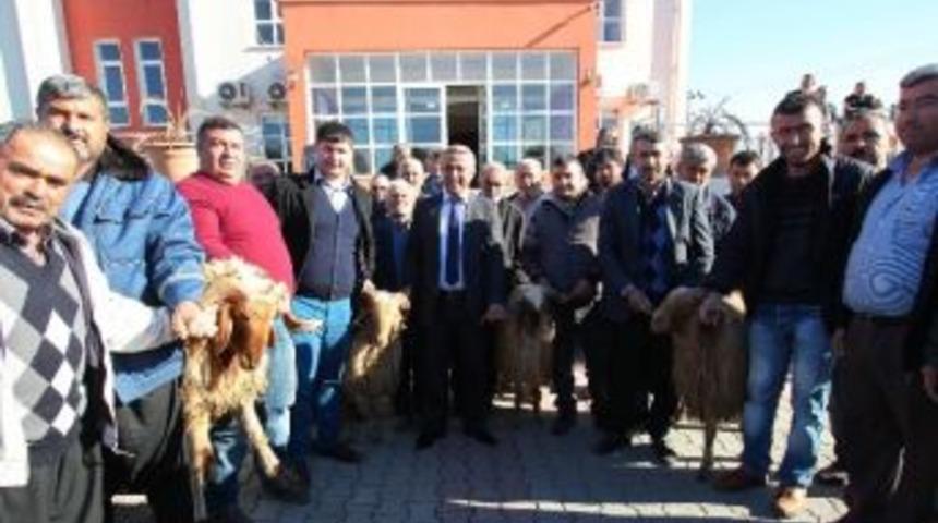 Osmaniye&rsquo;de &lsquo;ivesi&rsquo; Ve &lsquo;akkaraman&rsquo; Irkı Ko&ccedil; Dağıtıldı