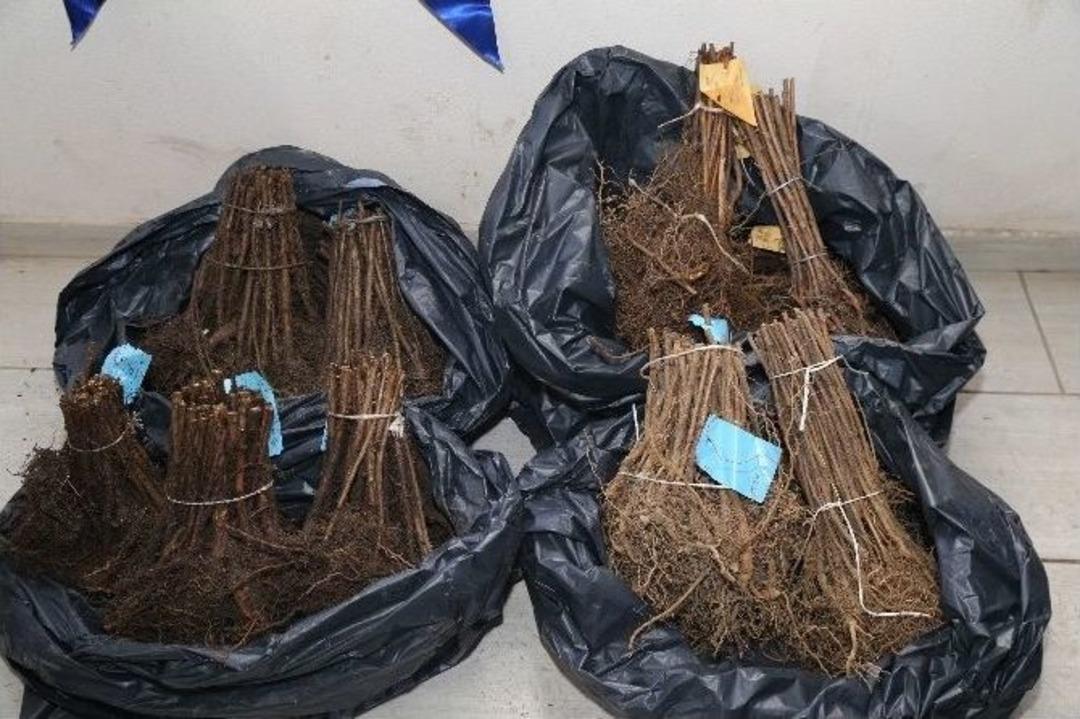 B&uuml;y&uuml;kşehir 341 &Ccedil;ift&ccedil;iye Ahududu Fidanı Dağıttı