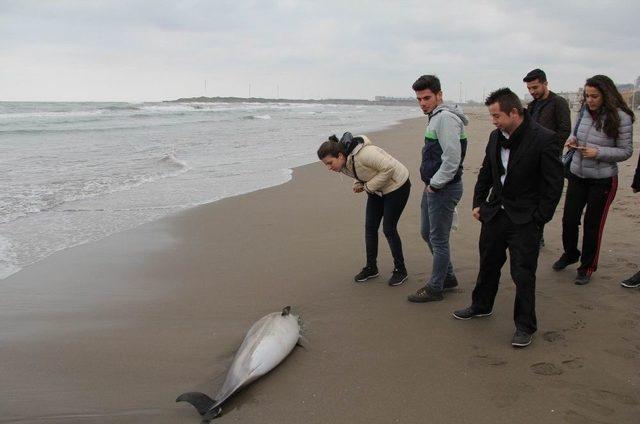 Samsun’da Yunus Balığı Karaya Vurdu