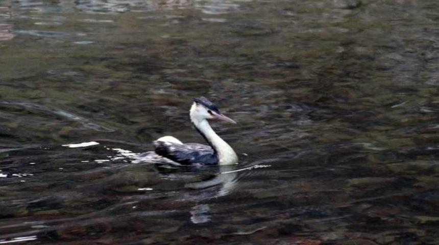 Gümüşhane’de Kanadı Kırık ‘bahri’ Tedavi Edildikten Sonra Doğaya Bırakıldı