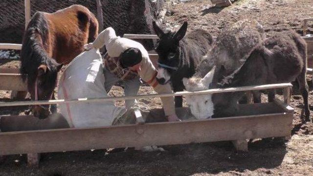 Yılkıya Bırakılan Ata Sahip Çıktı