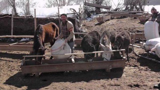 Yılkıya Bırakılan Ata Sahip Çıktı