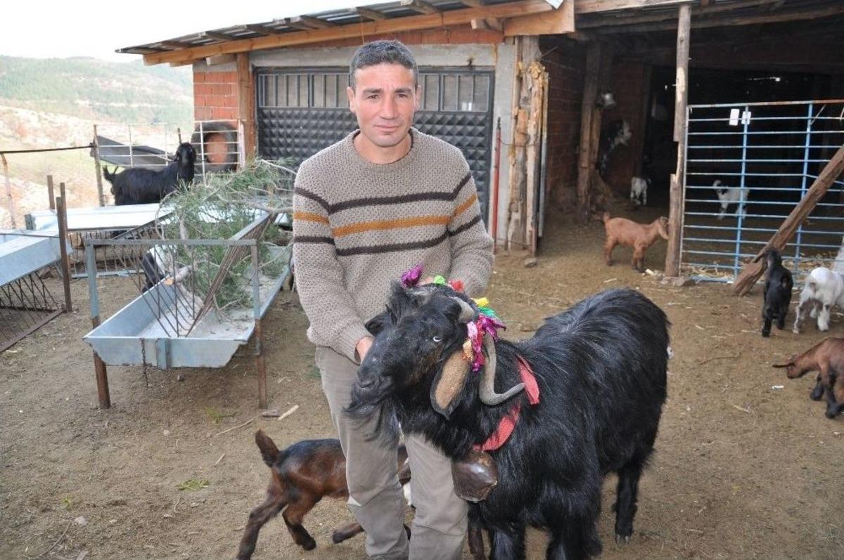 Ke&ccedil;iler Artık Daha Verimli