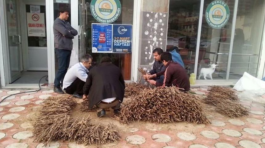 20 Bin Adet &Uuml;z&uuml;m Kalemi Amerikan Asma Ağacına Aşılatmak &Uuml;zere Tekirdağ&rsquo;a G&ouml;nderildi