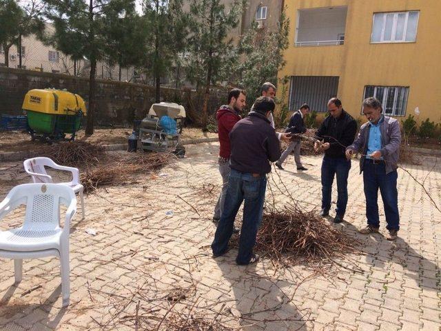 20 Bin Adet Üzüm Kalemi Amerikan Asma Ağacına Aşılatmak Üzere Tekirdağ’a Gönderildi