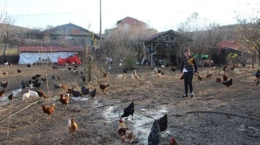 Aile Ekonomisine Tavuk Dopingi