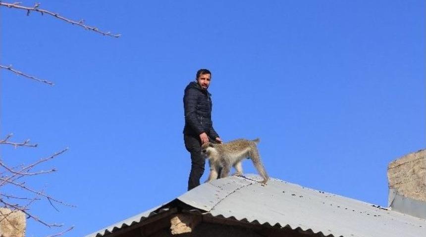 Hakkari’de Maymun Kurtarma Operasyonu