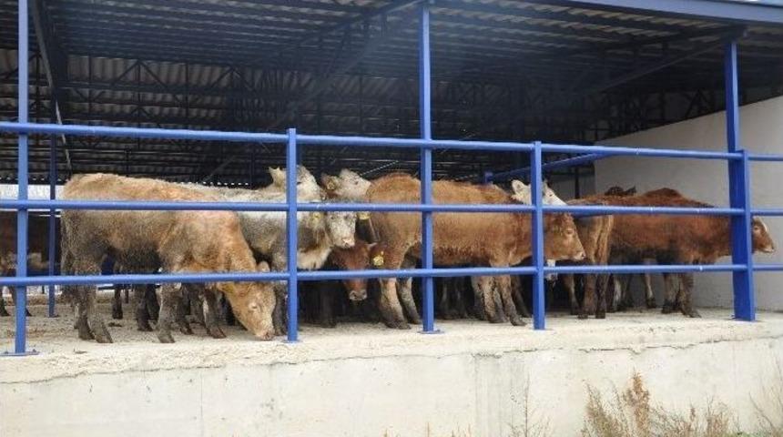 Boz&uuml;y&uuml;k&rsquo;te Gen&ccedil; &Ccedil;ift&ccedil;ilere Hibe Desteği